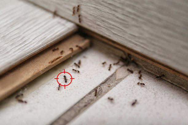 Best Pest Control for Restaurants  in Coyne Center, IL