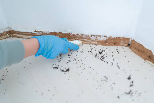 Best Termite Control Services  in Coyne Center, IL