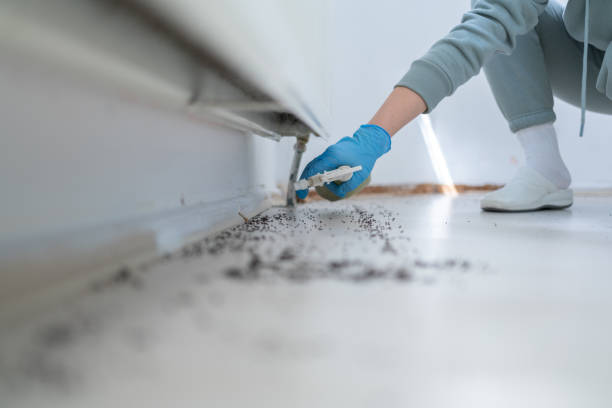Best Ant Control Services  in Coyne Center, IL